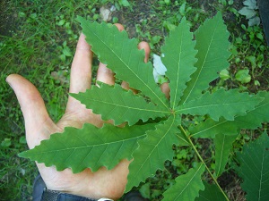 quercus Pumilium (prinoides x robur)